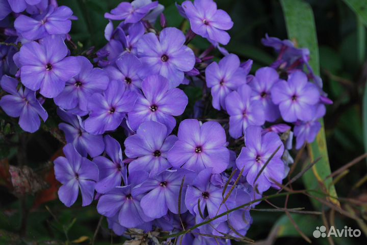 Флокс метельчатый