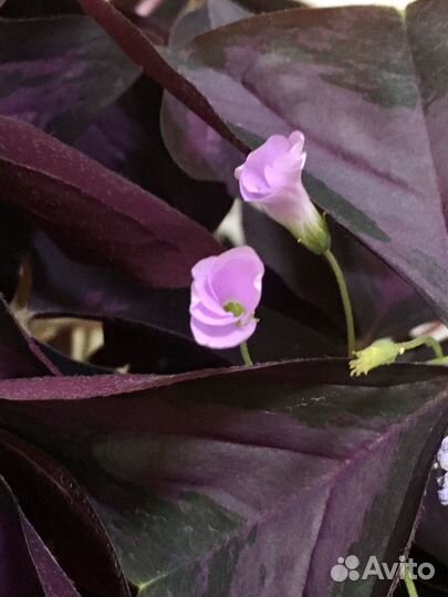 Кислица /Цветок счастья/ Бабочка/Оксалис кислица