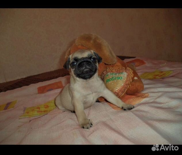 Щенки мопса