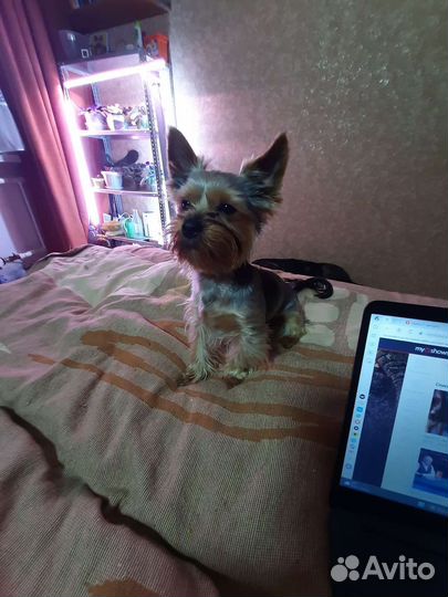 Йоркширский терьер мини стандарт. Вязка