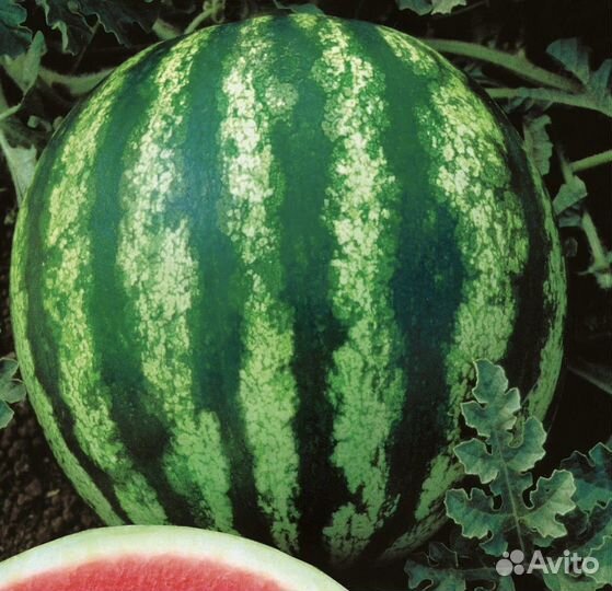 Арбуз разные сорта, семена