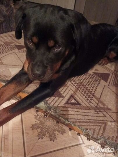 Вязка. Девочка. Ротвейлер