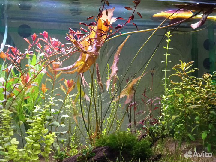 Растения для аквариума