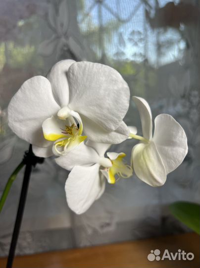 Орхидея фаленопсис детка