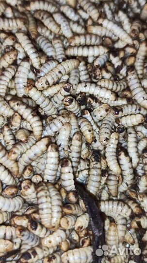 Личинки черной львинки