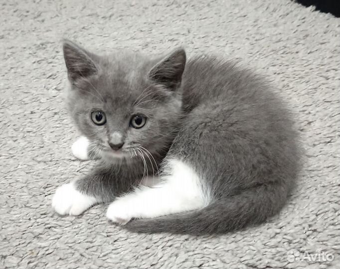 Кошечка в добрые руки