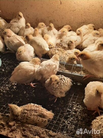 Перепелята