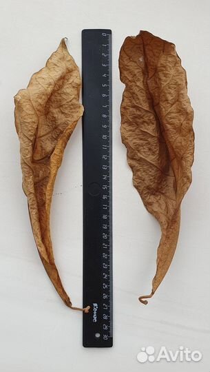 Листья миндаля (Terminalia) для аквариума