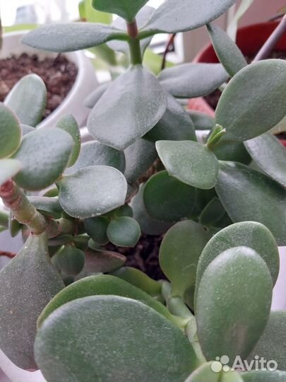 Кактусы, Золотой ус, Тещин язык, алоэ