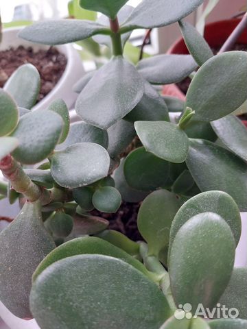 Кактусы, Золотой ус, Тещин язык, алоэ