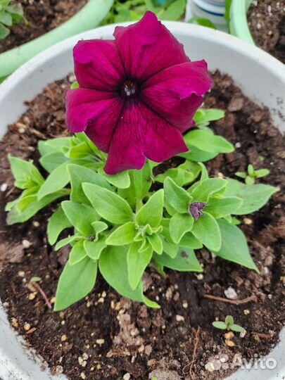 Петуния грандифлора суперкаскадная бургунди