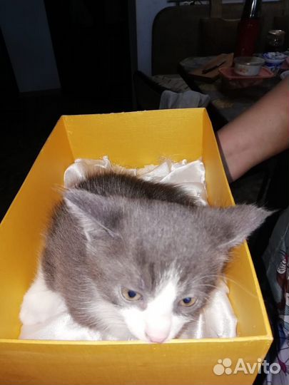 Отдам В хорошие руки котят