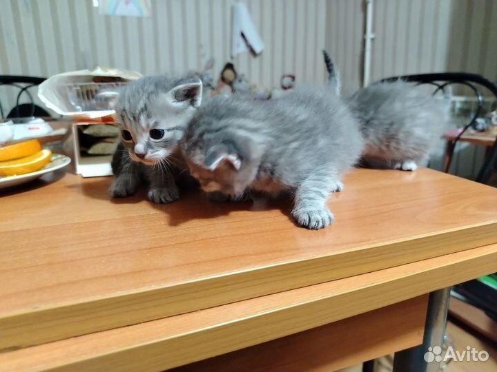 Кошки в добрые руки бесплатно