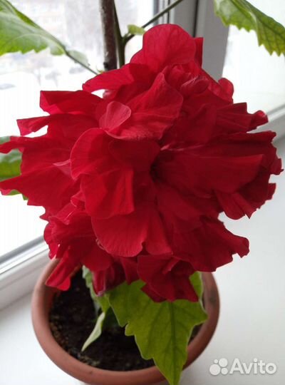 Гибискус махровая китайская роза