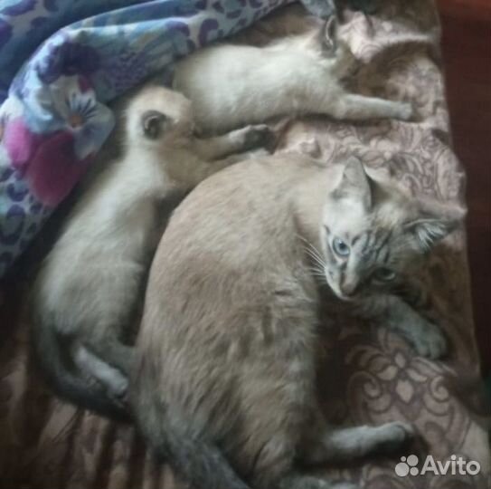 Тайские котята