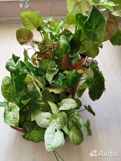 Сингониумы