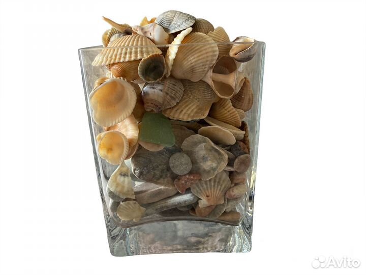 Камень ракушка