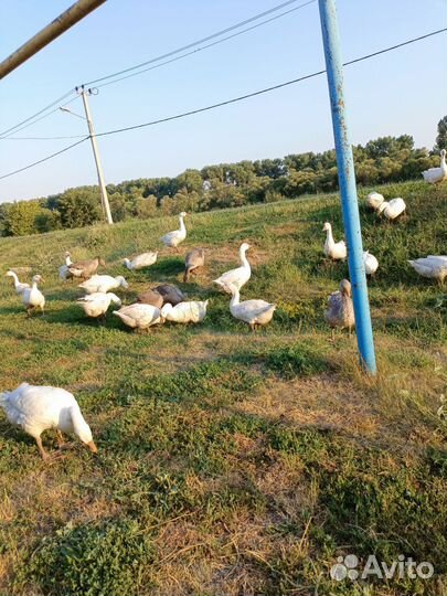 Гусь, домашнее мясо