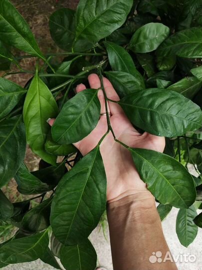 Мандарин Ковано Васе срез