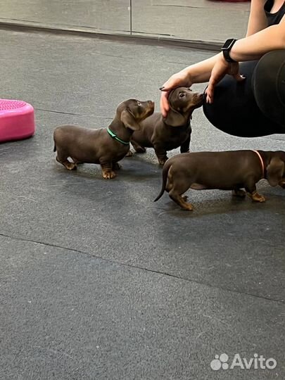 Щенки миниатюрной таксы