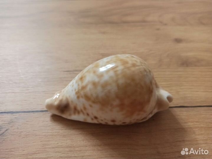 Морская раковина