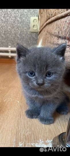Котята