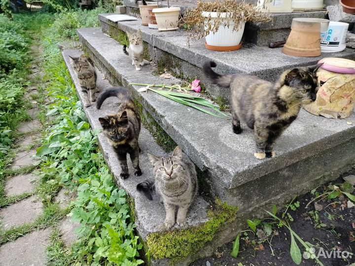 Котята в добрые руки