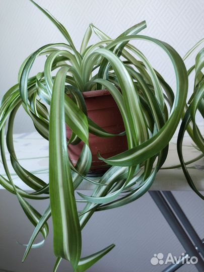 Хлорофитум кудрявый