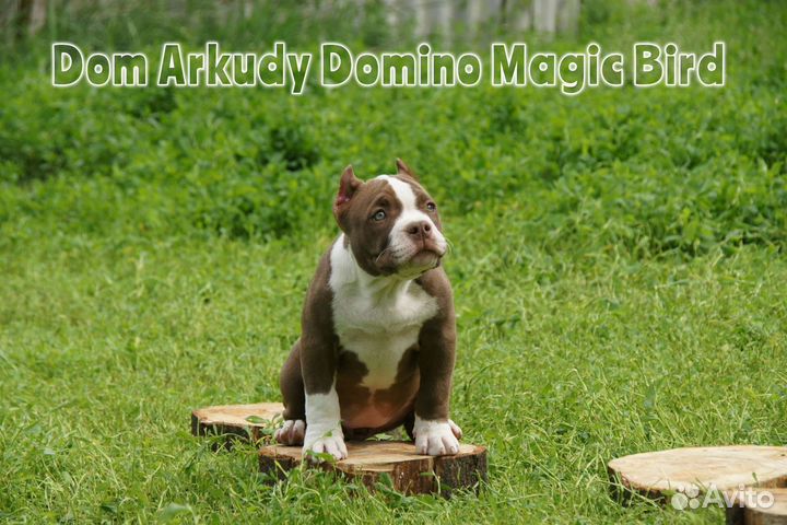 Американский булли Питомник