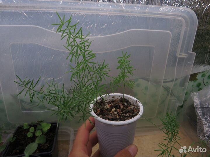 Папоротники, аспарагус, хлорофитум