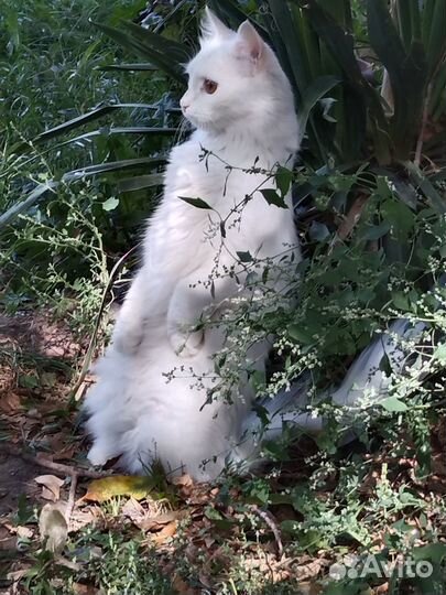 Котята отдам бесплатно
