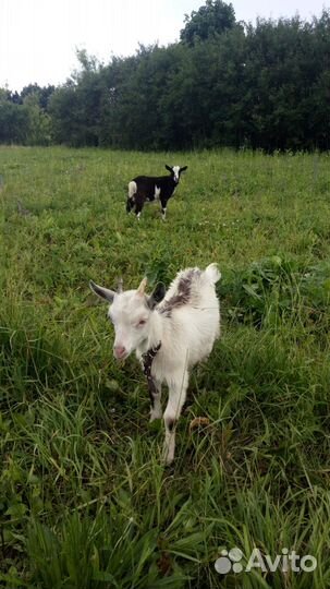 Козлята