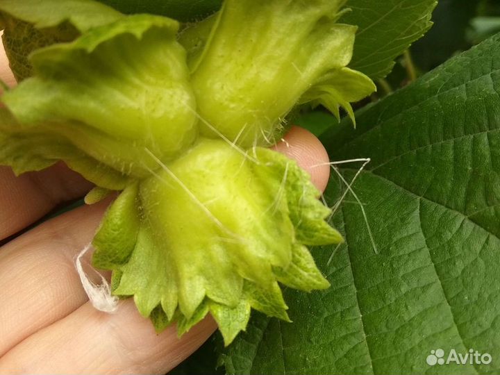 Саженцы фундука