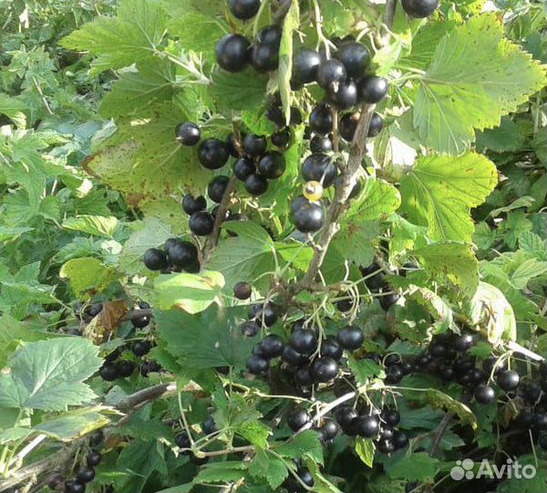 Черная смородина ягода
