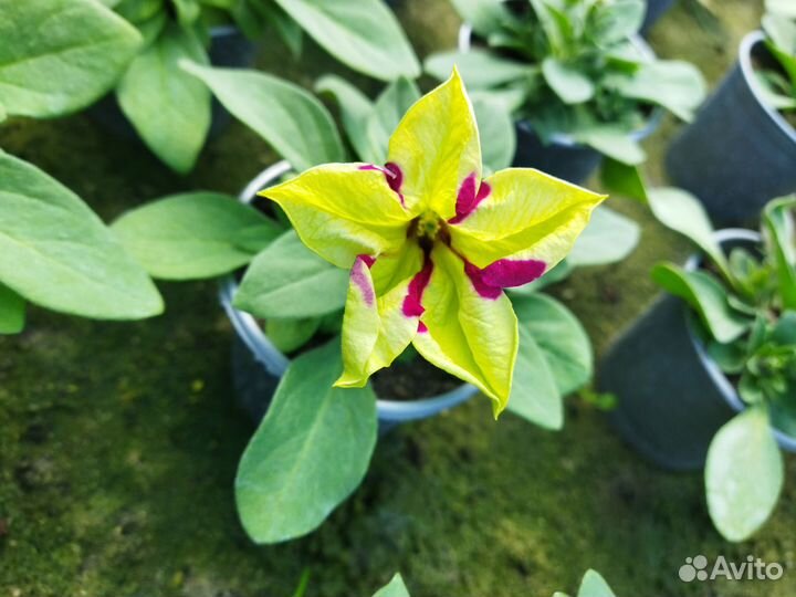 Цветущая рассада петунии