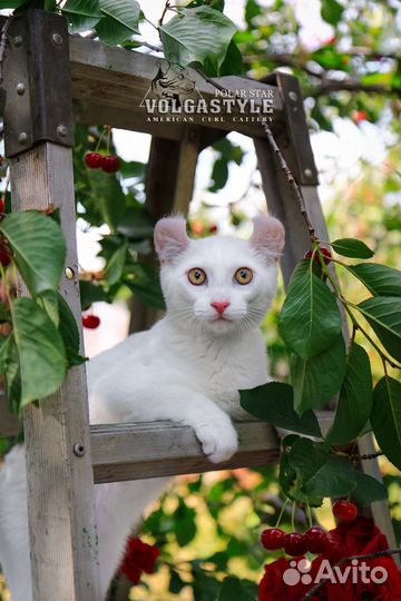 Поль, белоснежный котик породы Американский кёрл