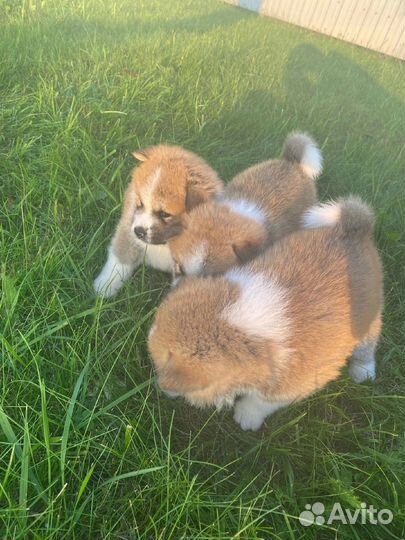 Щенки Акита ину