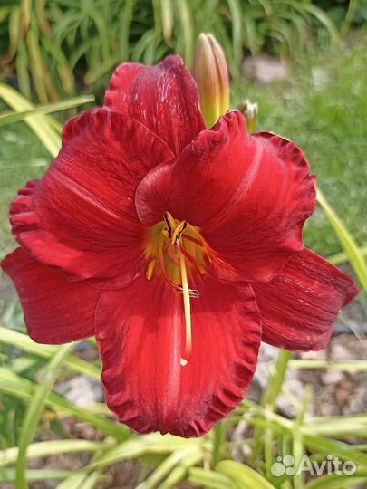 Лилейники сортовые