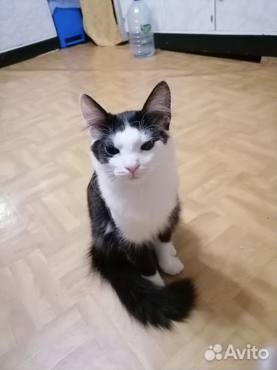 Кот в добрые руки