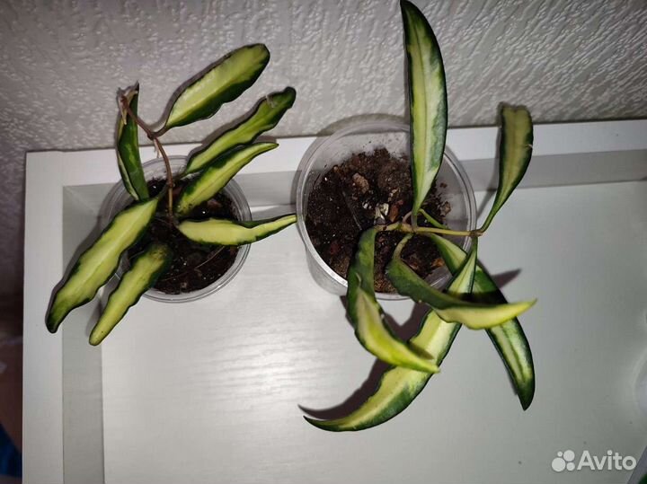 Хойя вайети триколор