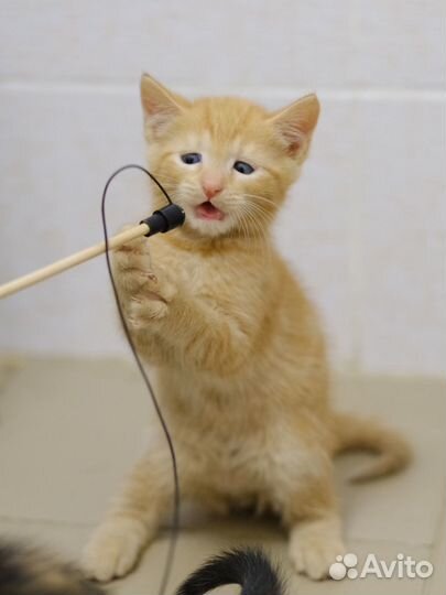 Малыши и их юная мама (котята, 2 месяца)