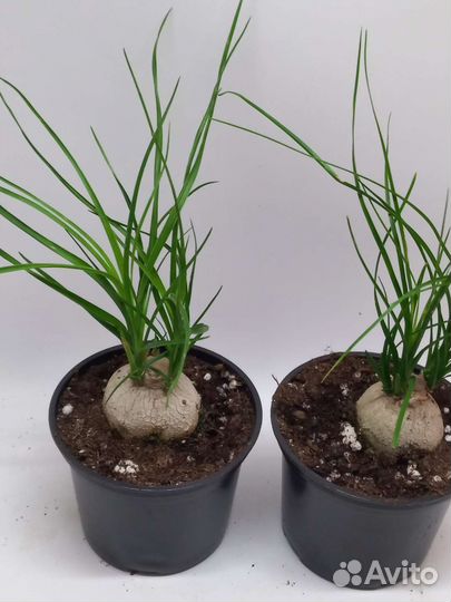 Бокарнея нолина