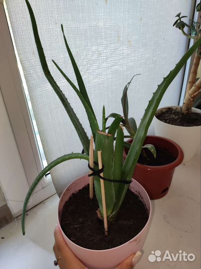 Домашние цветы бесплатно