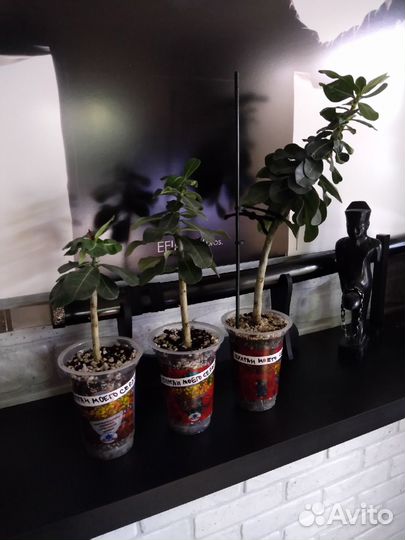 Укоренённые черенки Адениум 