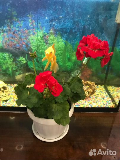 Пеларгония