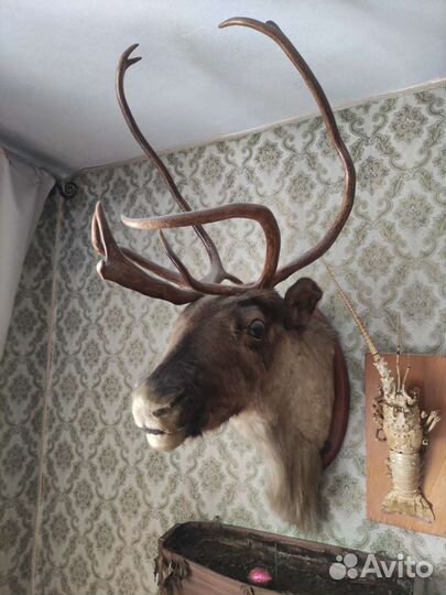 Чучело головы оленя