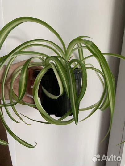 Хлорофитум