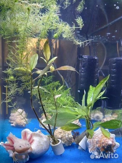 Аквариум