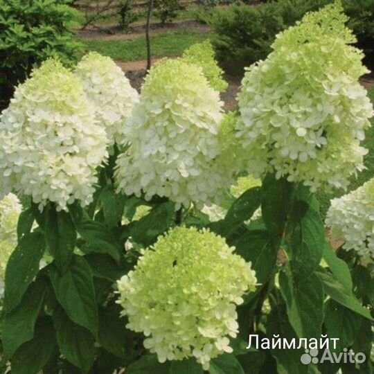 Сандей Фрайз, Лайм лайт, Грандифлора