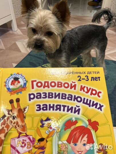 Годовой курс развивающих занятий Лом школа